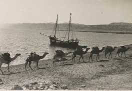 camels transporting wheat to port22